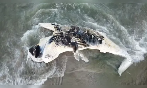 Baleia-jubarte de cerca de 8 metros é encontrada morta em praia do PR