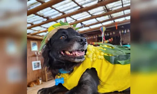 'Cãocurso': fotos de cachorros fantasiados para festa junina viralizam