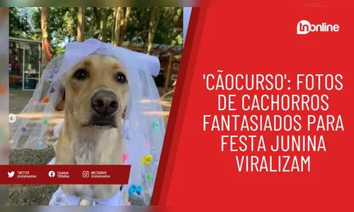 'Cãocurso': fotos de cachorros fantasiados para festa junina viralizam