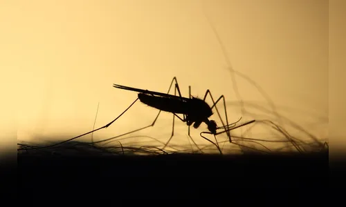 Estudo mostra como mosquitos podem 'farejar' humanos