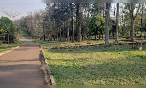 Pomar a céu aberto: ‘Maior bosque sensorial do mundo’ fica em Maringá