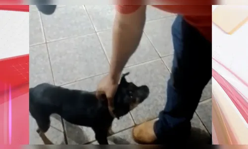 Servidor público é demitido após maus-tratos contra animal em Ivaiporã