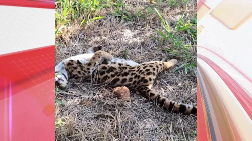 Gato-maracajá foi encontrado morto em Apucarana