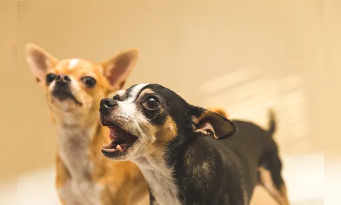 Latidos de cães e ameaça de 'bomba' vira caso de polícia em Apucarana