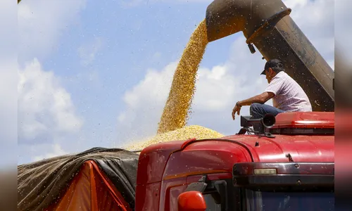 Setor agropecuário cresce em 11% no Paraná; entenda