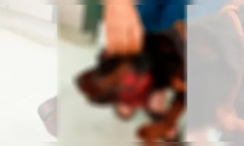 Após ser acuada, onça-parda mata pitbull e fere rottweiler