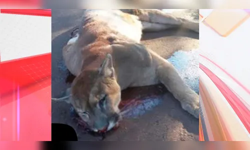 Moradores da região encontram onça-parda morta na PR-466