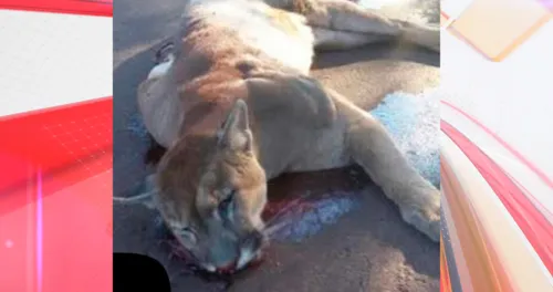 O felino foi encontrado no último fim de semana