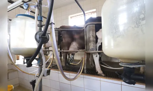 Boletim Agropecuário desta semana analisa os preços do leite no Paraná