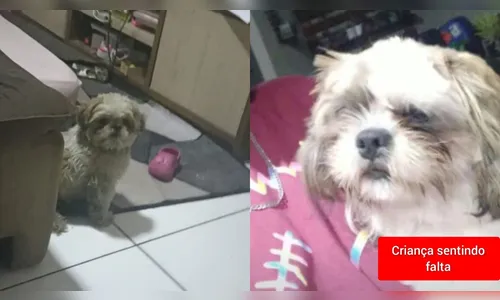 Família de Apucarana pede ajuda para encontrar cachorro desaparecido