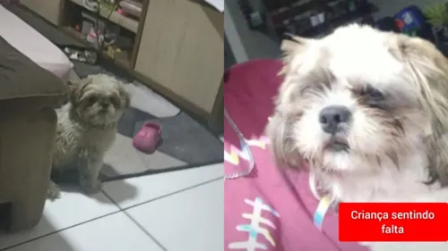 O pequeno cãozinho se chama Todinho