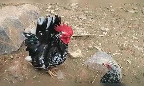 Galizé é morto a pedradas após invadir quintal e destruir horta