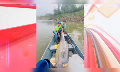 História de pescador? Irmãos capturam pirarucu de 2 metros e 130kg