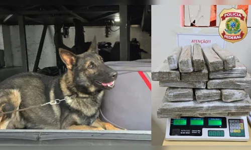 Passageiro com vários tabletes de maconha em ônibus é preso pela PF