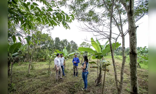 Portos do Paraná recupera área florestal equivalente a 40 campos