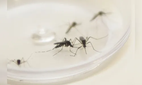 Apucarana ultrapassa marca de mil casos confirmados de dengue