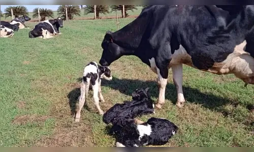 Bezerros trigêmeos nascem no Paraná: ‘Premiada’