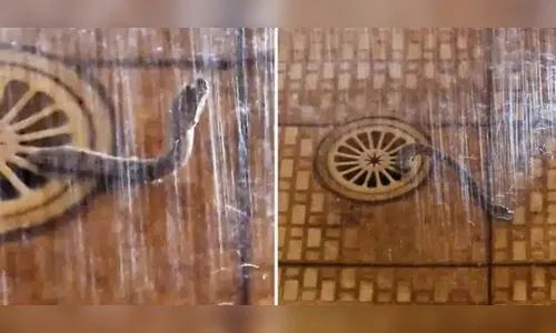 Cobra píton emerge do ralo enquanto homem tomava banho