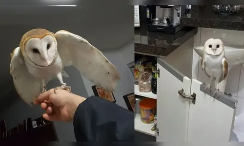 Casal de Maringá mostra rotina com coruja de estimação; veja