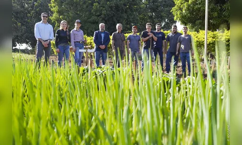 Plano da UEM promove cultivo de alimentos para pessoas em recuperação