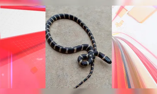 Susto! Família de Apucarana encontra serpente em residência