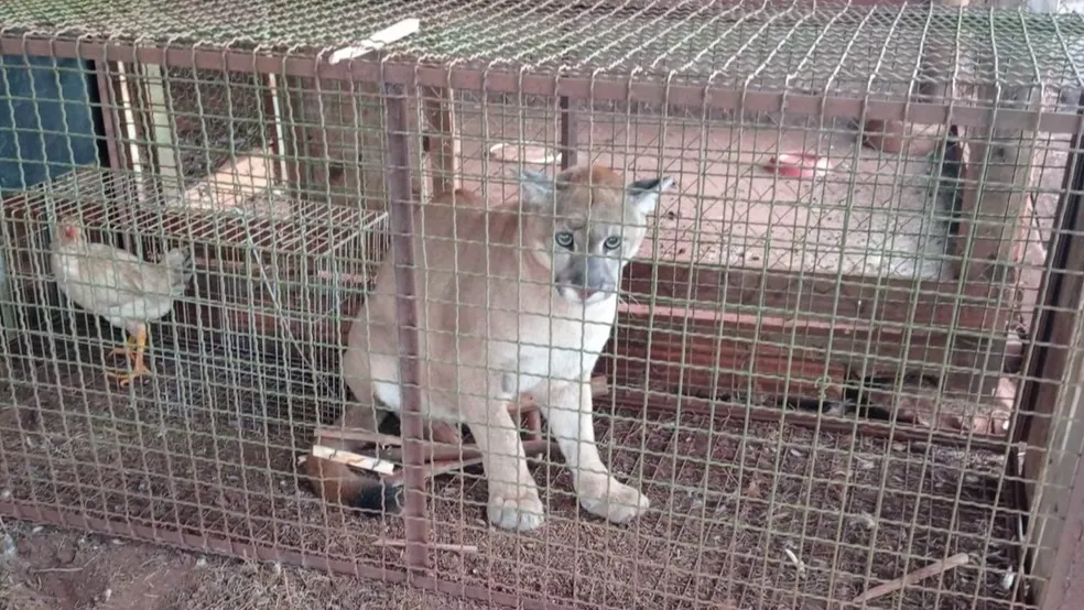 A arapuca foi montada há três dias e deteve o animal na manhã desta quinta-feira (18)