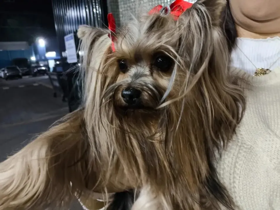 A cadela fugiu de casa sem ninguém perceber no momento em que um morador saiu do imóvel