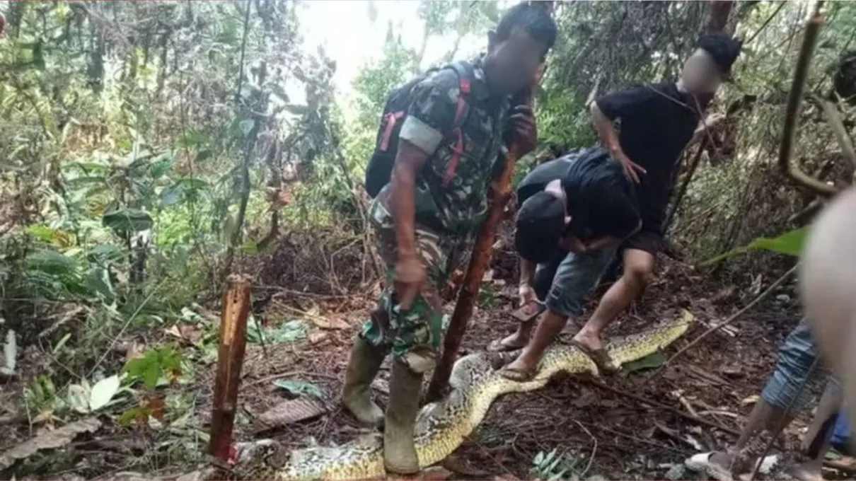 A mulher foi encontrada no estômago de uma serpente píton