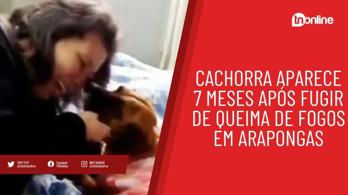 Cachorra aparece 7 meses após fugir de queima de fogos em Arapongas
