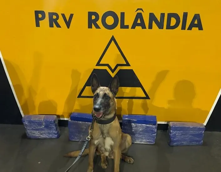 Cão Radar foi utilizado na ocorrência