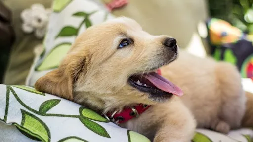 Confira as curiosidades sobre ter um Golden Retriever filhote