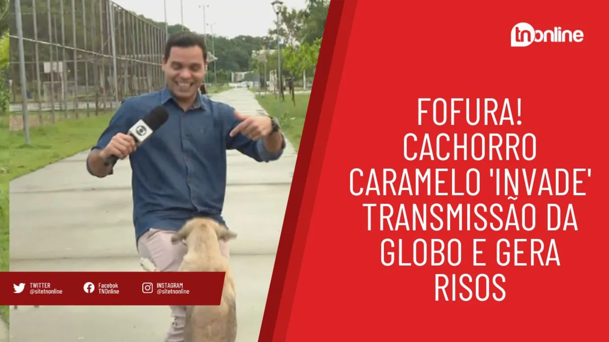 Fofura! Cachorro caramelo 'invade' transmissão da Globo e gera risos