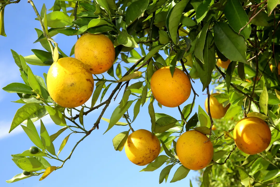 Greening é uma das principais pragas que afetam os citros no mundo