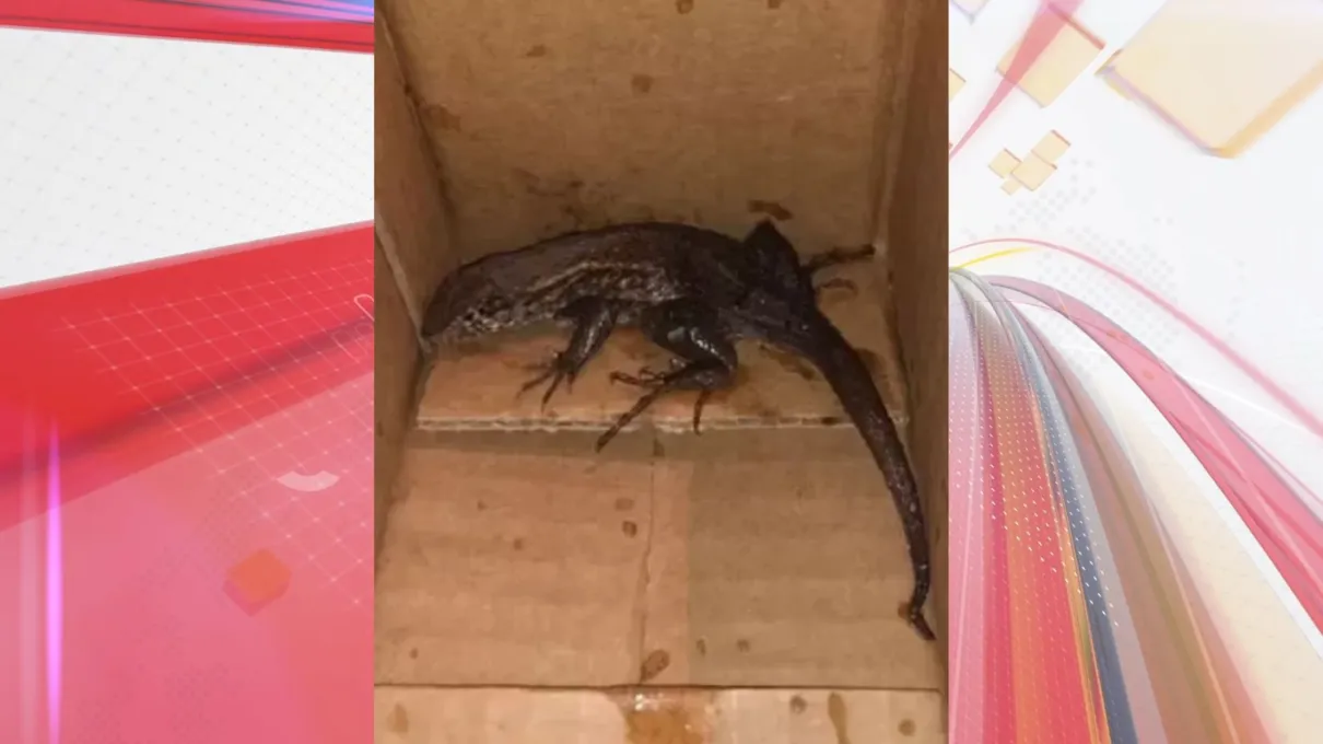 Lagarto estava em uma caixa lacrada