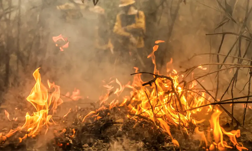 Mais de 700 mil hectares foram consumidos pelas chamas