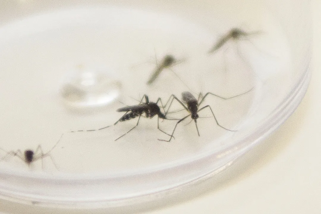 Mosquito Aedes Aegypti é o transmissor da dengue