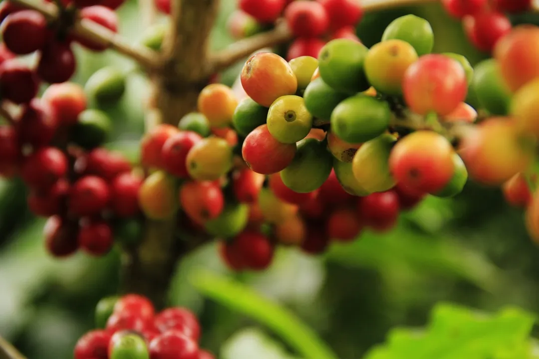 O Avança Café é coordenado pela Embrapa Café.