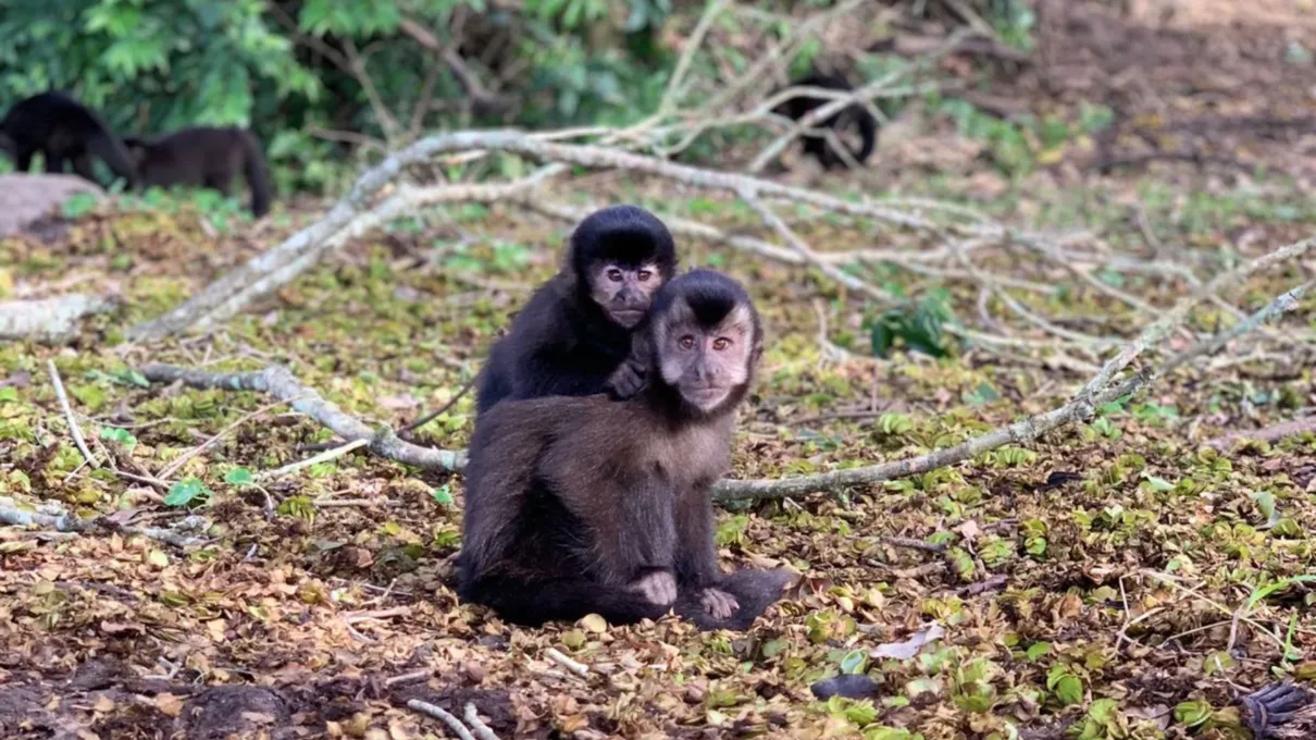 O cuidado com esses animais ajuda a manter o equilíbrio do meio ambiente