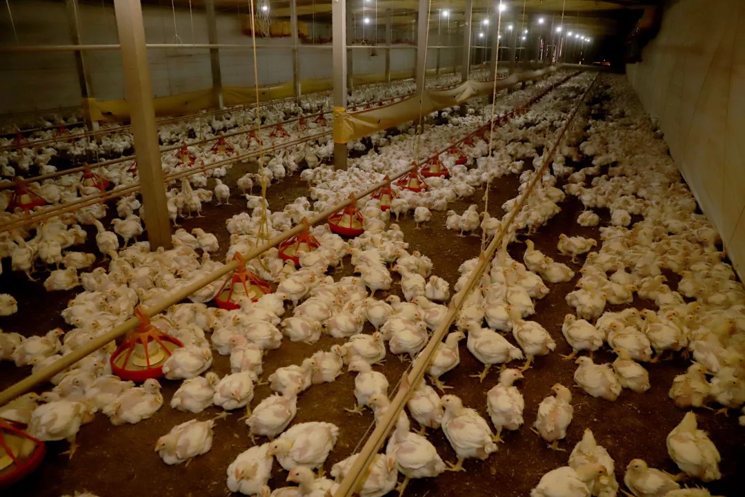 Paraná prorroga por mais 180 dias emergência contra gripe aviária