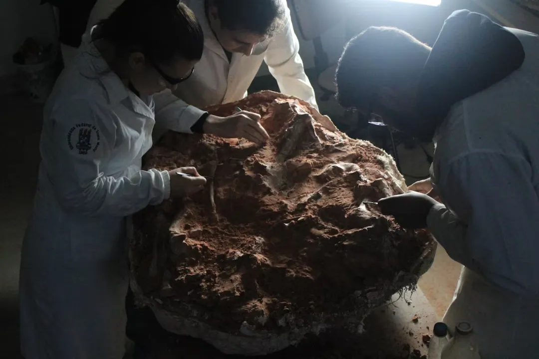 Pesquisadores acreditam que fóssil encontrado é o segundo mais completo do mundo entre o grupo Herrerasauridae
