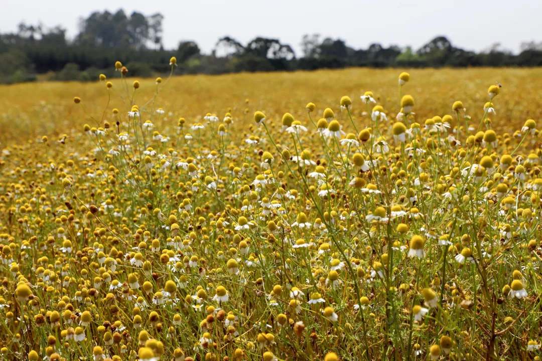 Plantação de camomila em Mandirituba, Paraná