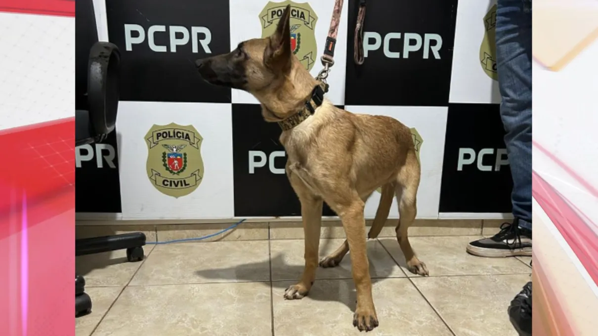 Polícia Civil adota cachorra vítima de maus-tratos em Ivaiporã