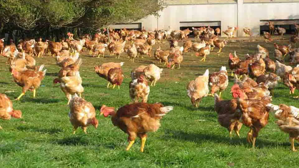 Produção de frango e ovo caipira ganha espaço no Vale do Ivaí