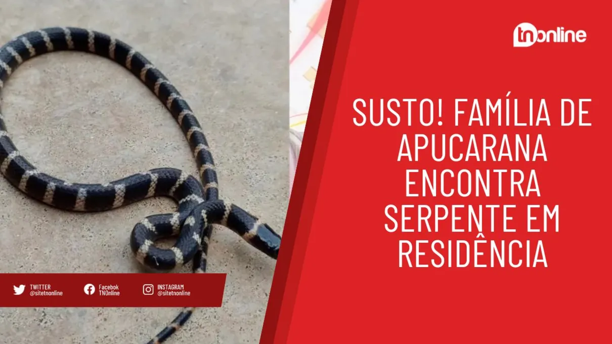 Susto! Família de Apucarana encontra serpente em residência