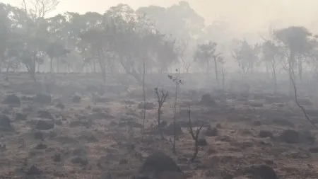 Tratamento com fumaça pode favorecer a germinação no Cerrado