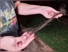 Mulher é agredida por marido e tem ‘tufo’ de cabelo arrancado