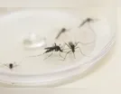 Sesa confirma sete novas mortes por dengue e região soma 71 óbitos