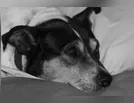 PM averigua denúncia de suposto maus-tratos a animal em Faxinal