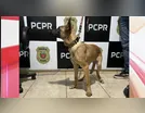 Polícia Civil adota cachorra vítima de maus-tratos em Ivaiporã