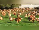 Produção de frango e ovo caipira ganha espaço no Vale do Ivaí